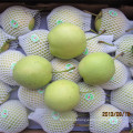 Nova colheita de alta qualidade de pêra fresca / Shandong Pear (70-80-90-100)